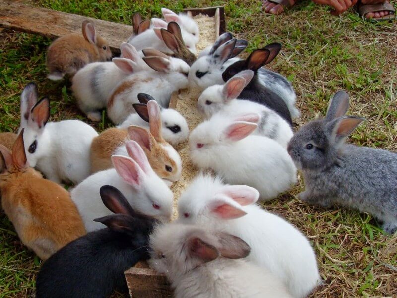 cara merawat kelinci anggora